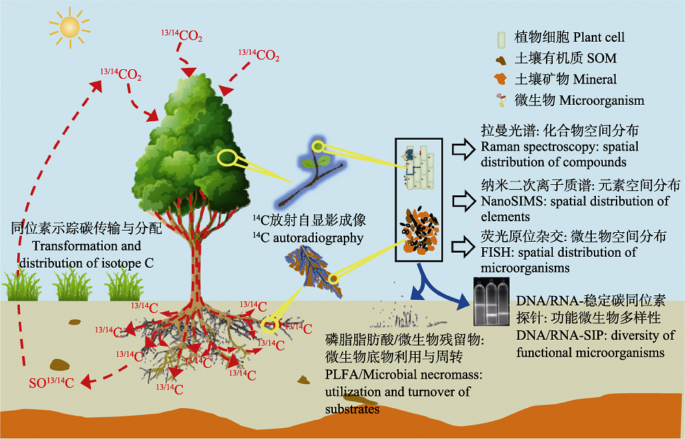 碳同位素示踪技术及其在陆地生态系统碳循环研究中的