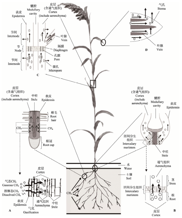 大白菜根系结构图图片