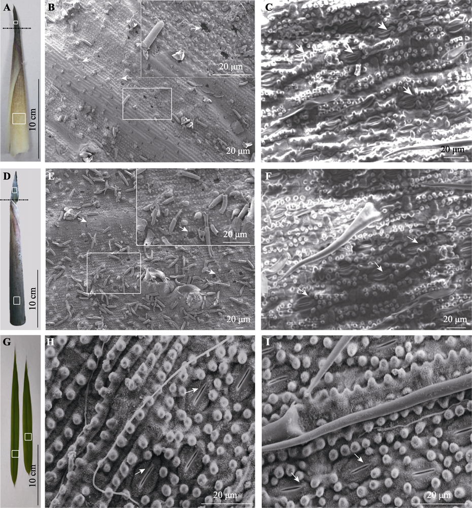高評価なギフト k.huetaiko様用②煤竹女竹∅約２cm程度三本と③∅約