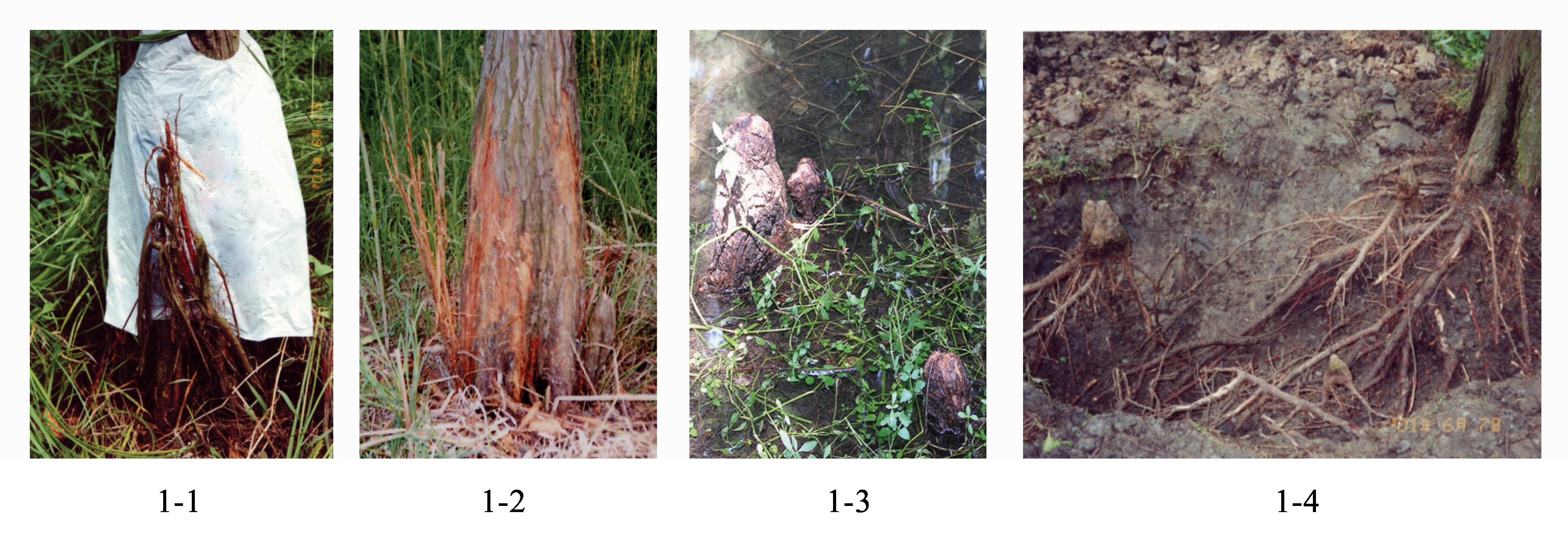 Frontiers  Effects of Flooding and Endogenous Hormone on the Formation of  Knee Roots in Taxodium ascendens