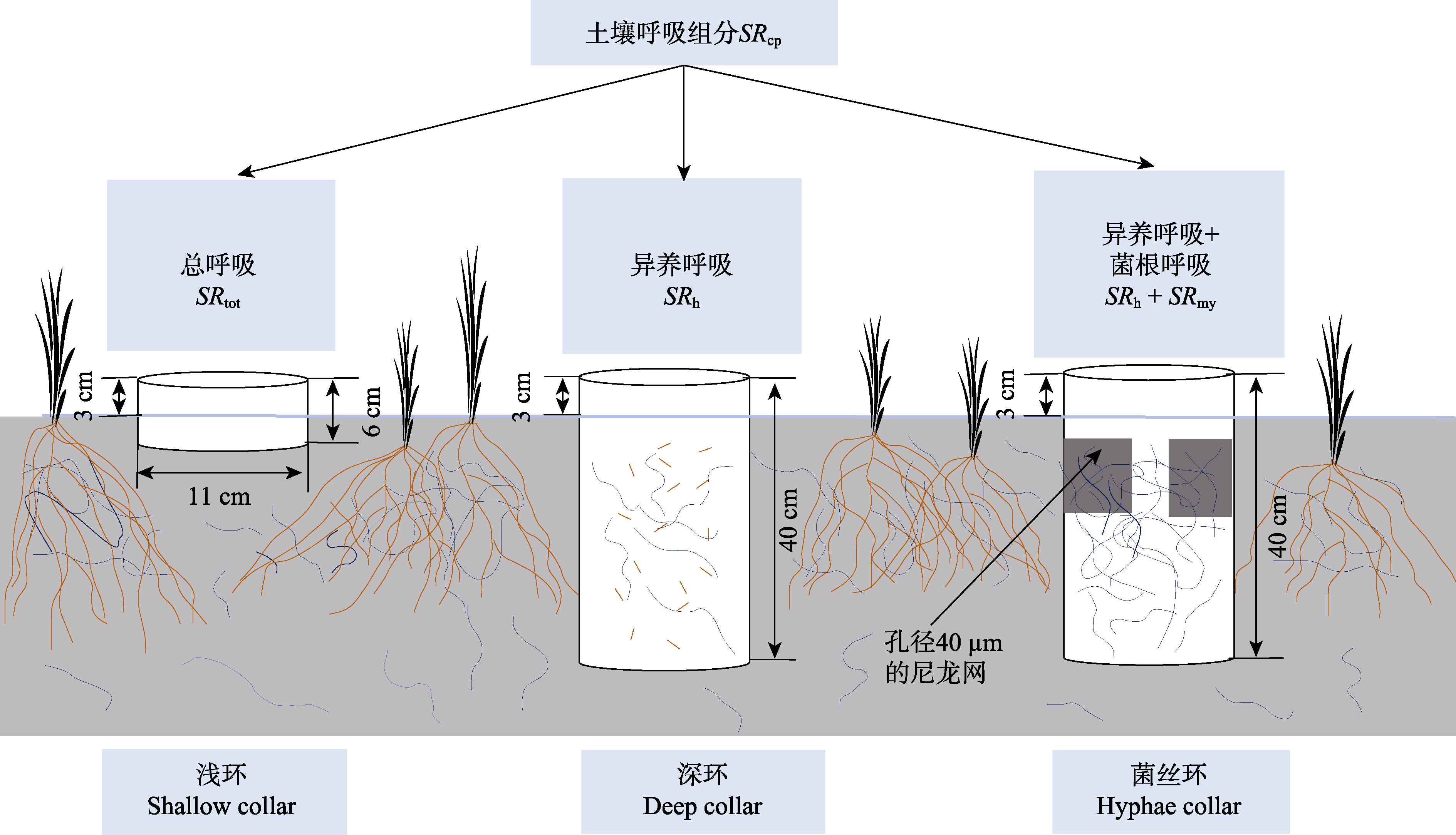 半干旱草原土壤呼吸组分区分与菌根呼吸的贡献